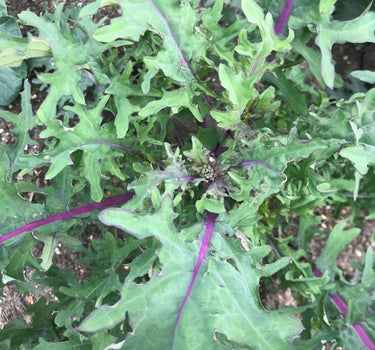 Red Russian Kale