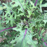 Red Russian Kale