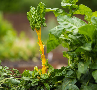Rainbow Chard