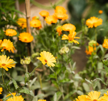 calendula (orange and yellow)