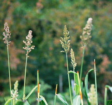 Sorghum - Bicolour