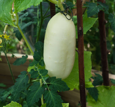 Miniature white cucumber