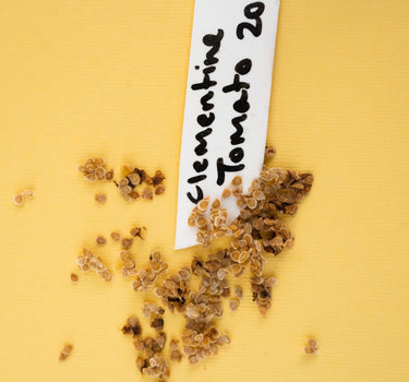 Yellow Clementine - Tomato