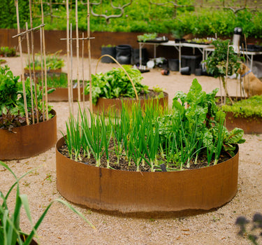 Bedfordshire Champion Onion