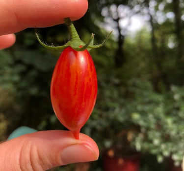 Artisan Pink - Tomato