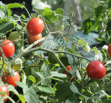 Whippersnapper Bush - Tomato