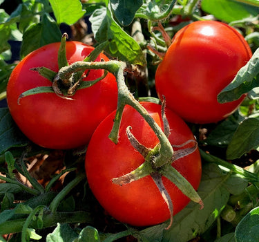 Aurora Bush - Tomato