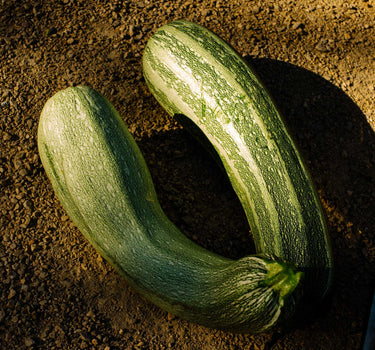 Striato di Napoli - Courgette